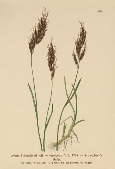 Yulaf otu (Avena Scheuchzeri, Avena versicolor, Avena alpina) by German School
