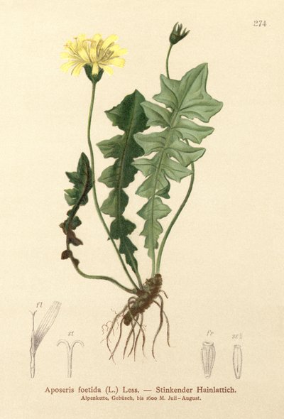 Kokulu Domuz Salatası (Aposeris foetida) by German School