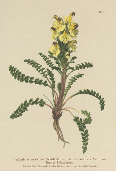 Oeders Lousewort (Pedicularis versicolor, Pedicularis Oederi) by German School