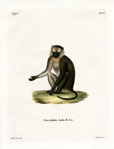 Zeytin Babun (renkli gravür) by German School