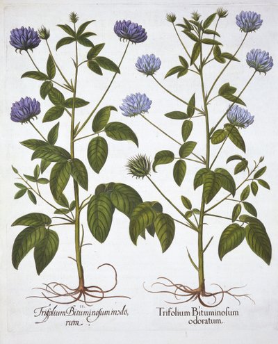 Hortus Eystettensis
