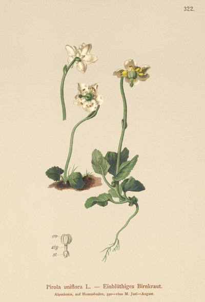 Tek çiçekli Wintergreen (Pirola uniflora, Pyrola uniflora, Moneses uniflora, Monesis uniflora) by German School