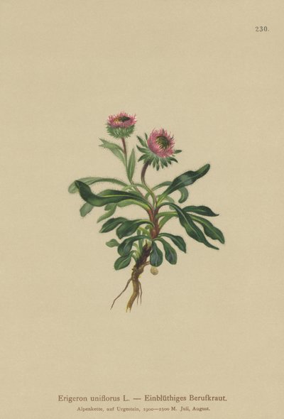 Oneflower Fleabane (Erigeron uniflorus) by German School