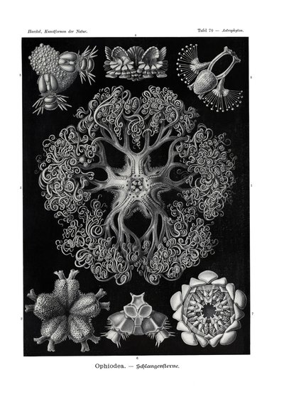 Ofiyodea, 1899-1904 by German School