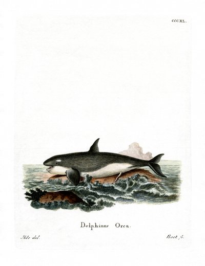 Orca (renkli gravür) by German School