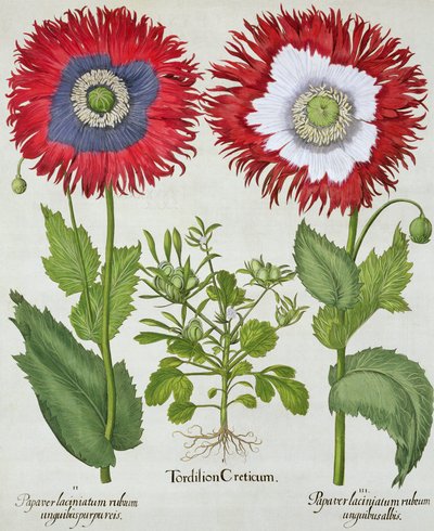 Süs Gelincikleri, Hortus Eystettensis