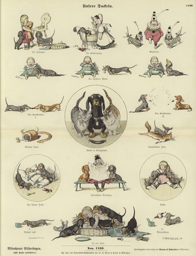 Dachshund