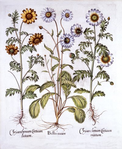 Hortus Eystettensis