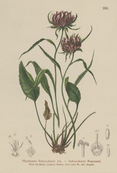 Oxford Rampası (Phyteuma Scheuchzeri) by German School