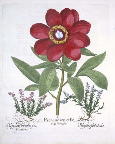 Paeony ve iki Polygalon, Hortus Eystettensis