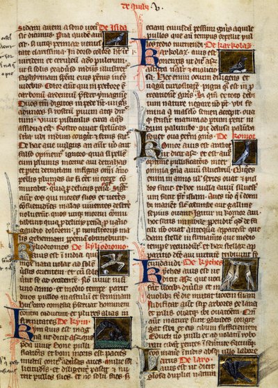 Albertus Magnus