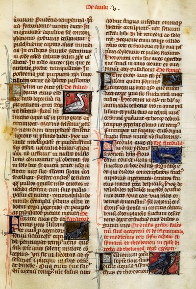 Albertus Magnus