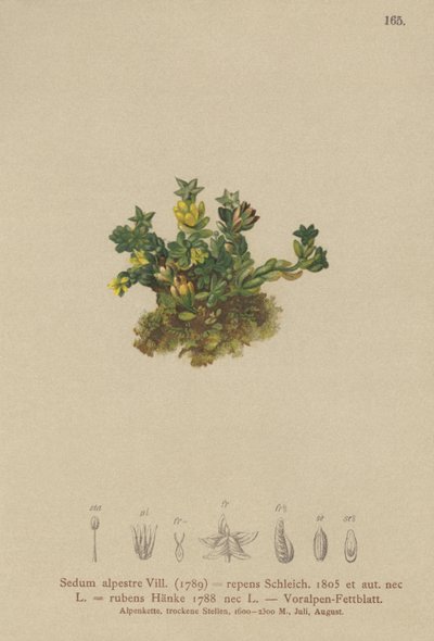 Soluk Stonecrop (Sedum alpestre, Sedum repens, Sedum rubens) by German School
