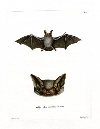Particolored Bat (renkli gravür) by German School