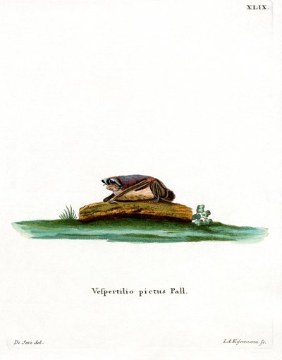 Particolored Bat (renkli gravür) by German School