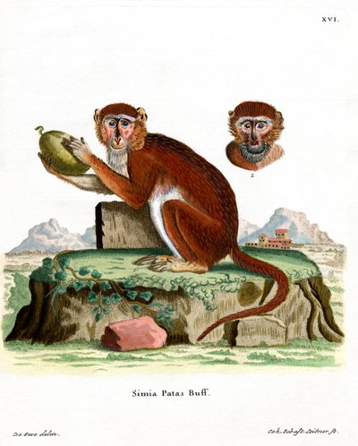 Patas Maymunu (renkli gravür) by German School