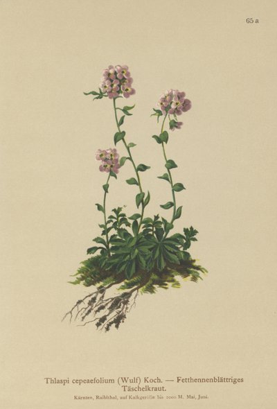 Pennycress (Thlaspi cepeaefolium) by German School