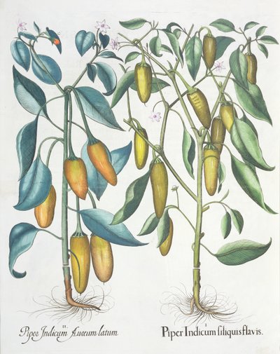Biber: 1.Piper Hint sarısı 2.Piper Indicum aureum latum, Hortus Eystettensis