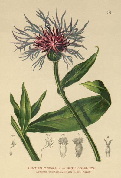 Çok Yıllık Peygamber Çiçeği (Centaurea montana) by German School