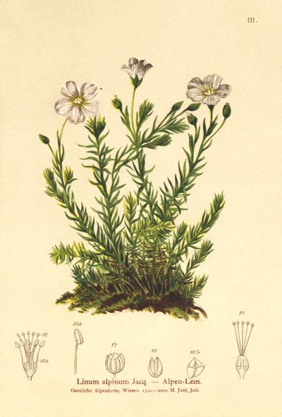 Çok Yıllık Keten (Alpenum, Linum perenne) by German School