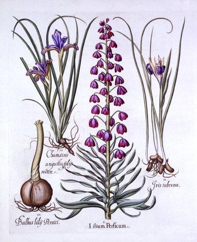 Farsça Zambak ve Süsen, Hortus Eystettensis