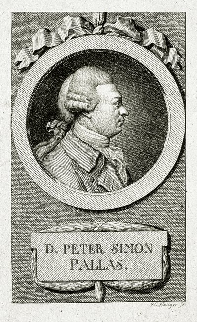 Peter Simon Pallas