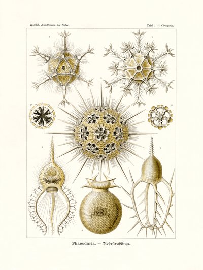 Feodaria, 1899-1904 by German School