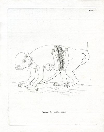Filipin Tarsier (renkli gravür) by German School