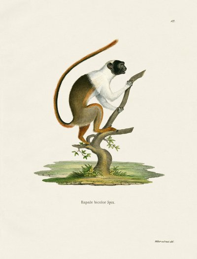Alaca Tamarin (renkli gravür) by German School