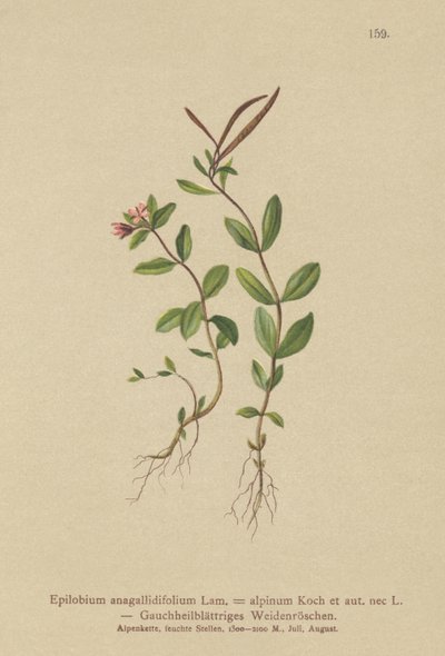 Pimpernel Willowherb (Epilobium anagallidifolium, Epilobium alpinum) by German School