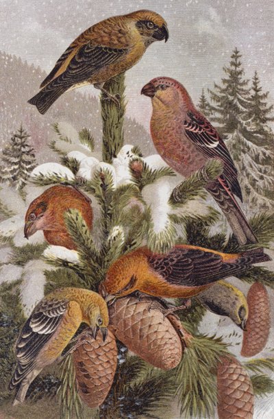 Pine Grosbeak ve Crossbill, Brehms Tierleben