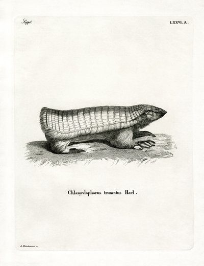 Pembe Peri Armadillo (renkli gravür) by German School