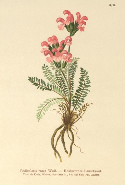 Pembe Luswort (Pedicularis rosea) by German School
