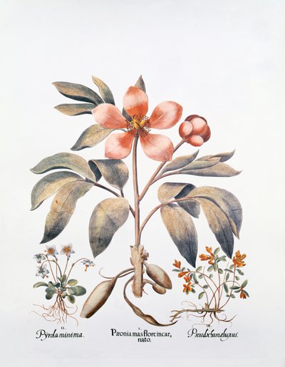 Pembe Şakayık (el renkli gravür) by German School