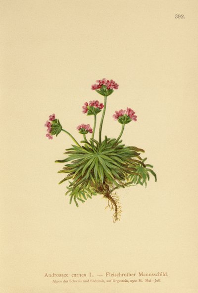 Pembe Kaya Yasemin (Androsace carnea) by German School