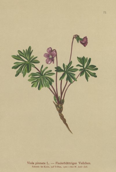 Pinnate Menekşe (Viola pinnata) by German School