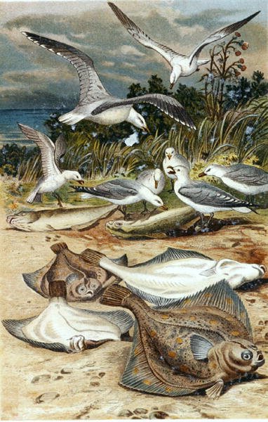 Plaice, "Brehms Tierleben: Allgemeine Kunde des Tierreichs", cilt 8, s.226