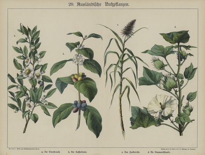 Bitkiler (renkli taş) by German School