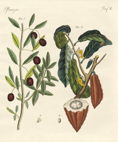Sıcak ülkelerden bitkiler by German School