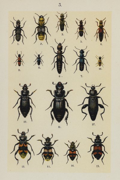 Genç Böcek Koleksiyoncusunun El Kitabından Plaka (chromolitho) by German School