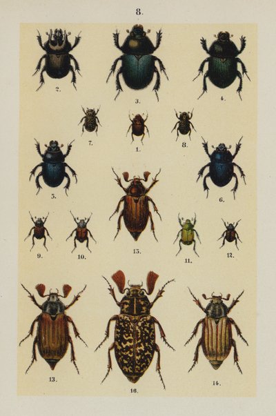 Genç Böcek Koleksiyoncusunun El Kitabından Plaka (chromolitho) by German School
