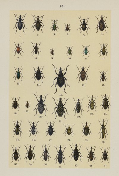 Genç Böcek Koleksiyoncusunun El Kitabından Plaka (chromolitho) by German School