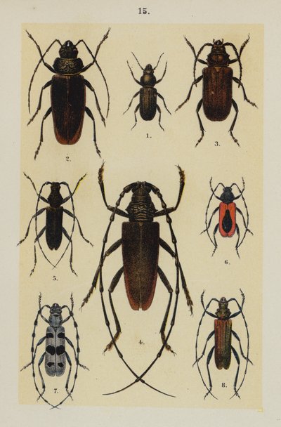 Genç Böcek Koleksiyoncusunun El Kitabından Plaka (chromolitho) by German School