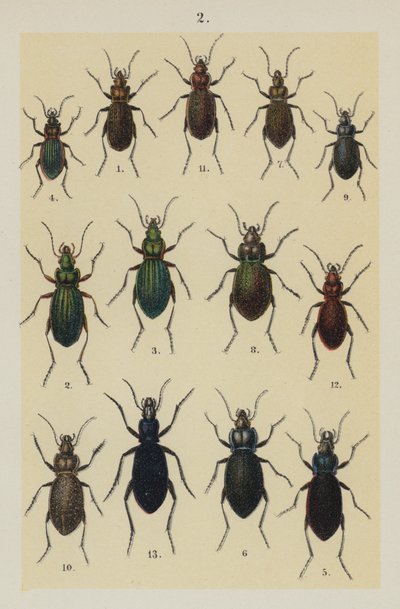 Genç Böcek Koleksiyoncusunun El Kitabından Plaka (chromolitho) by German School