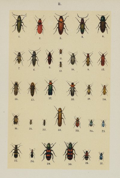 Genç Böcek Koleksiyoncusunun El Kitabından Plaka (chromolitho) by German School