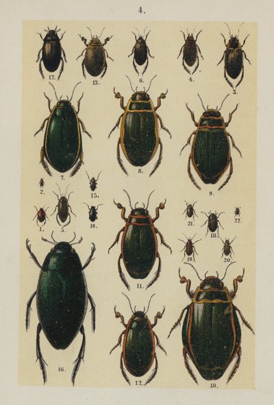 Genç Böcek Koleksiyoncusunun El Kitabından Plaka (chromolitho) by German School
