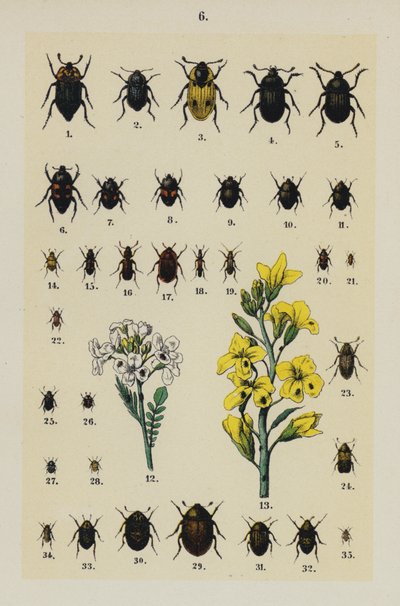 Genç Böcek Koleksiyoncusunun El Kitabından Plaka (chromolitho) by German School