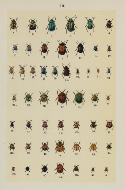 Genç Böcek Koleksiyoncusunun El Kitabından Plaka (chromolitho) by German School