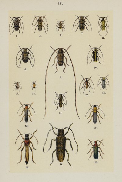 Genç Böcek Koleksiyoncusunun El Kitabından Plaka (chromolitho) by German School