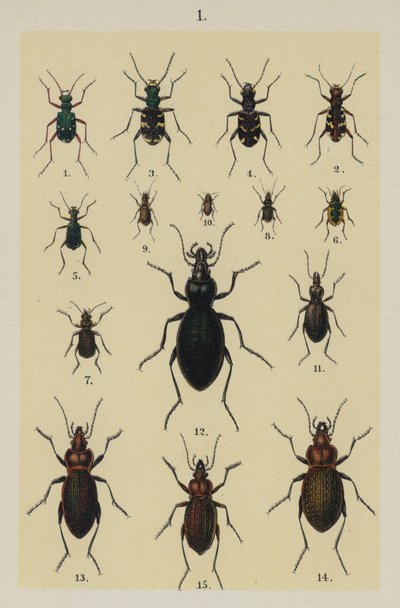 Genç Böcek Koleksiyoncusunun El Kitabından Plaka (chromolitho) by German School